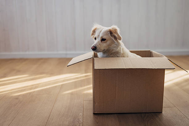 istock Cute playful dog exploring an empty box at home with curiosity and excitement. 2207155359