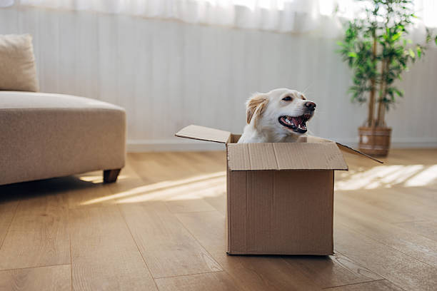istock Cute playful dog exploring an empty box at home with curiosity and excitement. 2207155435