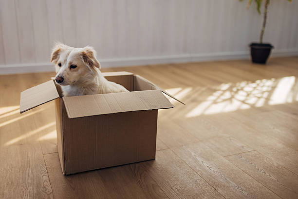 istock Happy dog interacting and playing with an empty cardboard box indoors, curiously exploring its contents at home. 2207155488