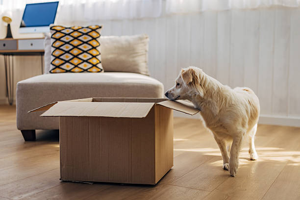 istock Happy dog interacting and playing with an empty cardboard box indoors, curiously exploring its contents at home. 2207155536