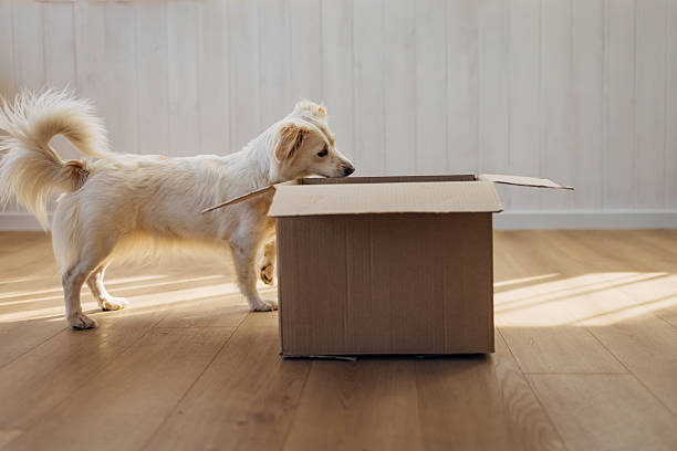 istock Happy dog interacting and playing with an empty cardboard box indoors, curiously exploring its contents at home. 2207155565