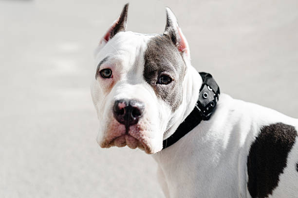 young white with brown spots american staffordshire terrier walking with owner in street, close-up view of muzzle, dogwalking concept