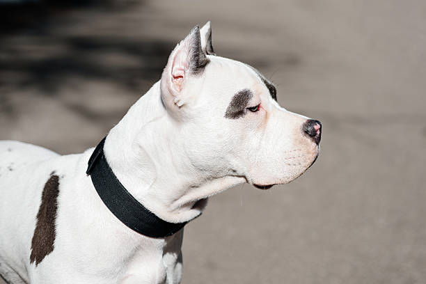 young white with brown spots american staffordshire terrier walking with owner in street, close-up view of muzzle, dogwalking concept