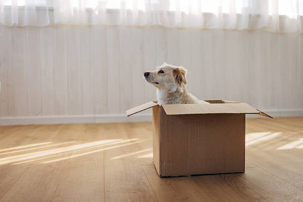 istock Happy dog interacting and playing with an empty cardboard box indoors, curiously exploring its contents at home. 2207155678