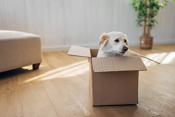 istock Happy dog interacting and playing with an empty cardboard box indoors, curiously exploring its contents at home. 2207155703