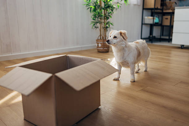 istock Happy dog interacting and playing with an empty cardboard box indoors, curiously exploring its contents at home. 2207155745