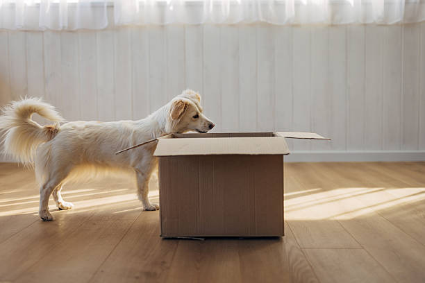 Playful dog curiously exploring an empty cardboard box, turning it into an exciting plaything at home.