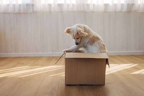 istock Playful dog curiously exploring an empty cardboard box, turning it into an exciting plaything at home. 2207155845