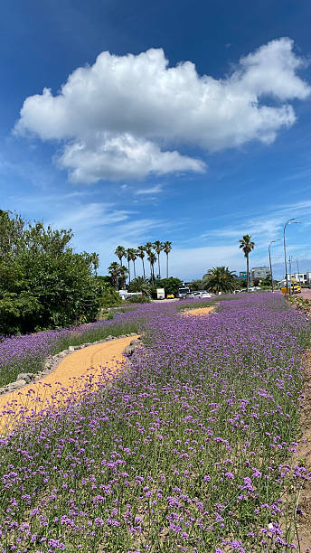 istock Blooming Beauty of Jeju Under a Blue Sky 2207156669