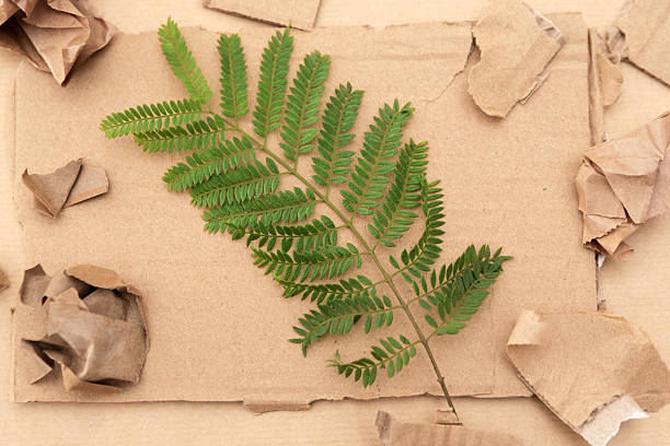 istock Green leaf on torn cardboard promoting recycling and sustainability 2207159382