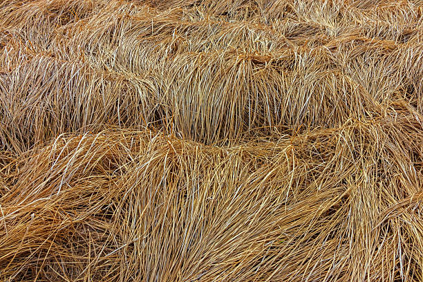 istock Lush yellow grass in the meadow. Fallen dry grass 2207159537