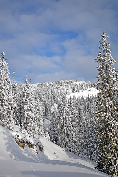 Snowy winter in the mountains among the forest