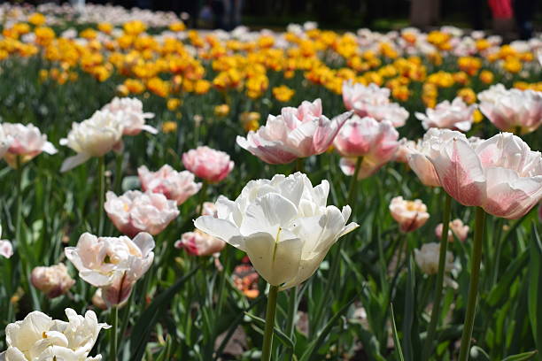 istock Pale pink tulips in a flowerbed 2207159864