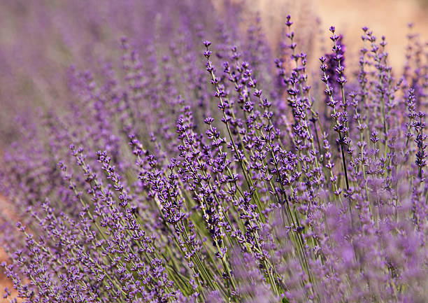 istock Lavender Stems Blurred by Motion in Summer Breeze 2207160732