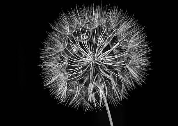 istock Monochrome Dandelion Close-Up on Black Background 2207160772