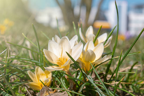 Beautiful yellow crocuses in the meadow. Spring flowers.