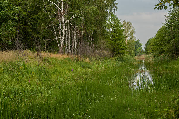 A serene spring forest with fresh green leaves and tall birch trees standing by a small, quiet river. The scene captures the beauty of untouched nature and the gentle awakening of spring