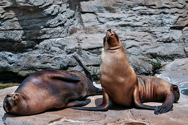 istock Two Sea Lions Resting on a Rock in a Zoo Enclosure 2207161965