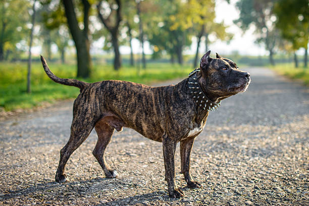 istock Pit Bull Dog Standing on Pathway in Lush Green Park 2207163535