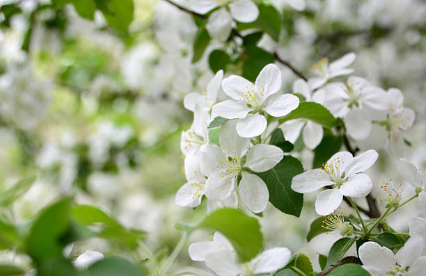 istock Close-up of delicate white blossoms in full bloom 2207165093