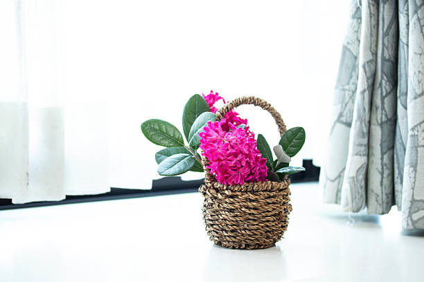 Wine red hyacinth bouquet in the bay window