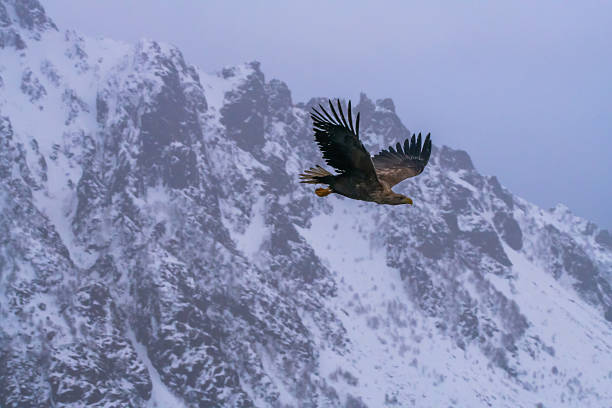 istock White tailed sea eagles, Haliaeetus albicilla 2207166092