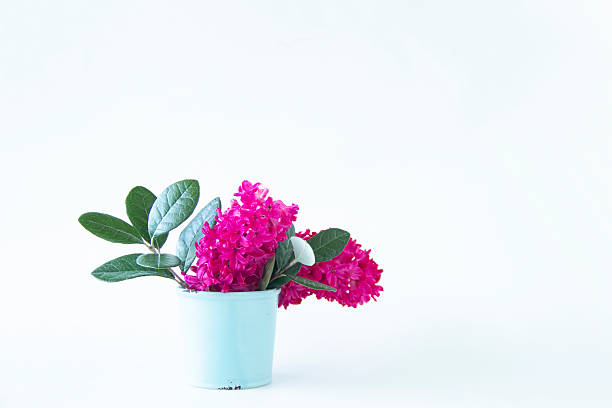 Wine red hyacinth bouquet on white background