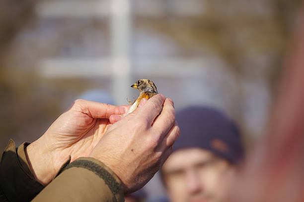 istock An ornithologist holding a brambling (Fringilla montifringilla) in their hand to ring it while showing it to the audience. Sunny day. 2207170450