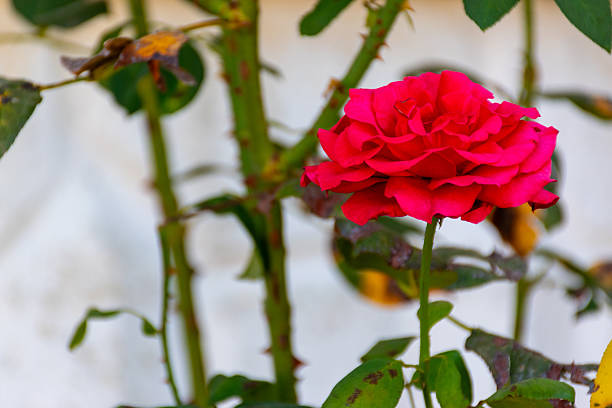 Blooming roses