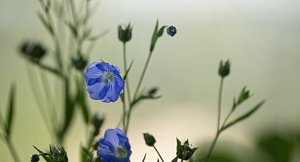 istock Blue flax flower against tranquil green backdrop epitomizing the splendor and peacefulness of nature 2207176982