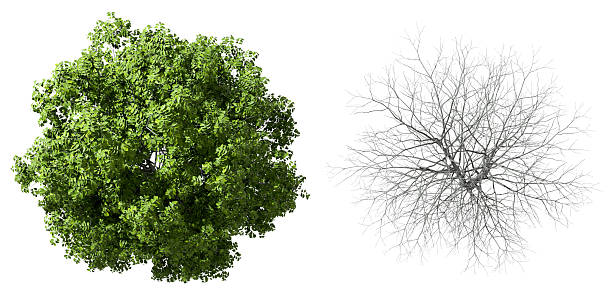 istock Top view trees growth and dried on white 3d render 2207177000