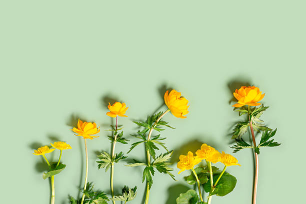 istock Spring yellow wildflowers top view on pastel green background, springtime vivid pattern, minimal trend flat lay with fresh blooming field flowers, natural blossoms floral still life, vibrant tone 2207177068