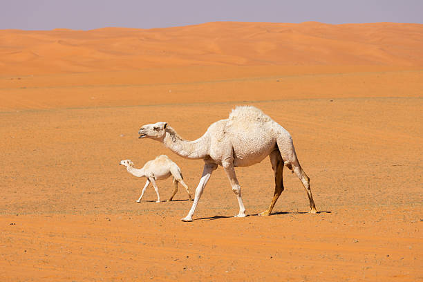 istock Camels run through the red sand desert in Saudi Arabia 2207177397