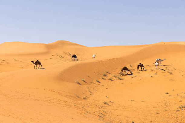 istock Camels run through the red sand desert in Saudi Arabia 2207177399