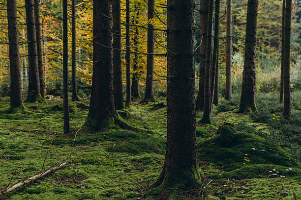 istock Forest background. Dark forrest nature view,Magic green mossy sunny forest with conifer trees. 2207180590