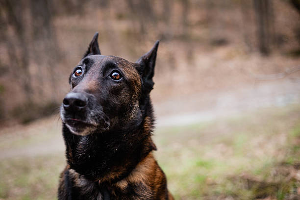 istock Belgian shepherd malinois dog portrait 2207181666