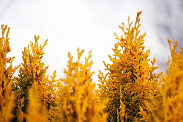 pine cedar tree, fresh leaves in early spring, close up