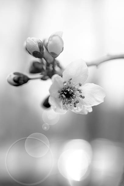 istock pink fruit tree flowers, in bloom in spring. close up. 2207183225