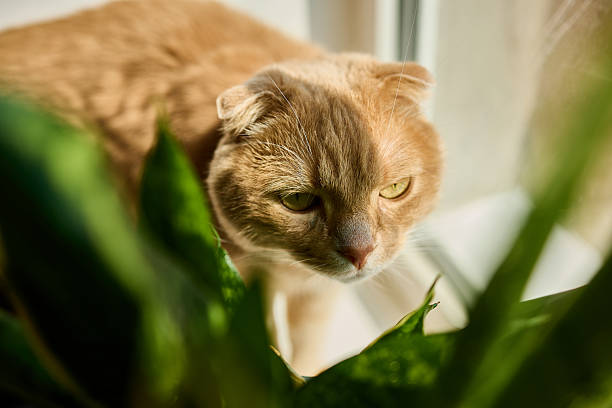 istock Ginger Scottish Fold enjoys warm sunlight by the window with a flower pot nearby 2207183258