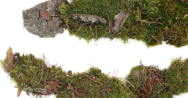 istock Piece of forest floor with moss, plants, branches isolated on white background. 2207183284