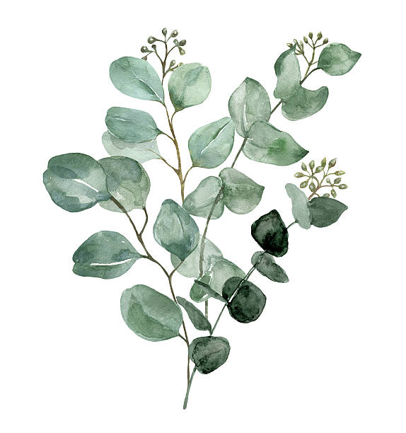 istock Watercolor floral arrangement. Green eucalyptus branches bouquet. Botanical painting. 2207183525