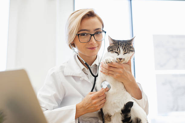 istock Female veterinarian examining cat with stethoscope in clinical setting 2207185540
