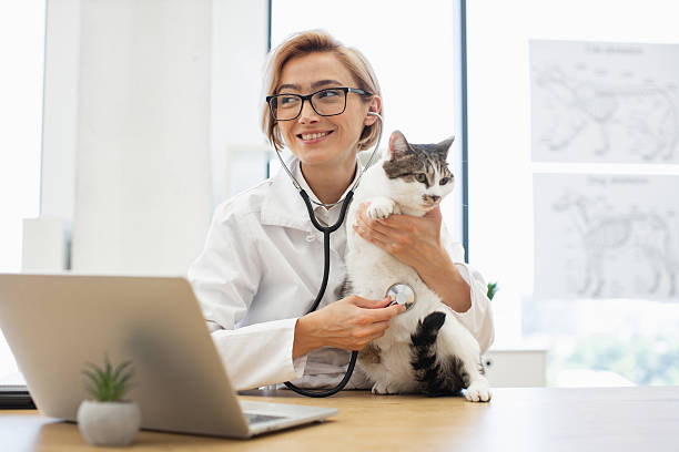 istock Veterinarian examining a cat with a stethoscope in a professional clinic 2207185549