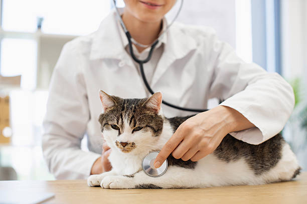 istock Veterinarian examining domestic cat using stethoscope during medical check-up 2207185657