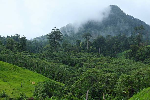 istock Rice field at meratus borneo rainforest, indonesia 2207185900