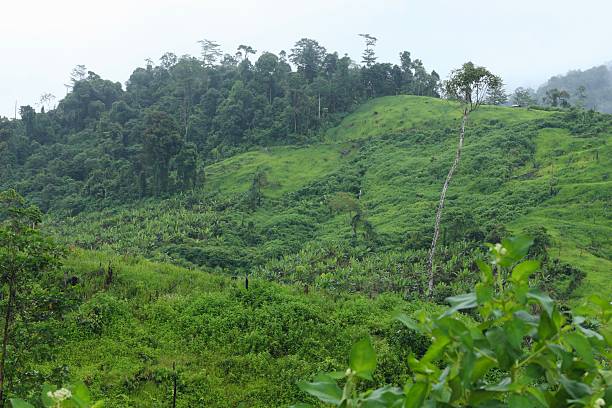 istock Rice field at meratus borneo rainforest, indonesia 2207185906