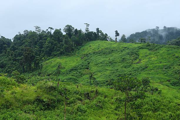 istock Rice field at meratus borneo rainforest, indonesia 2207185920