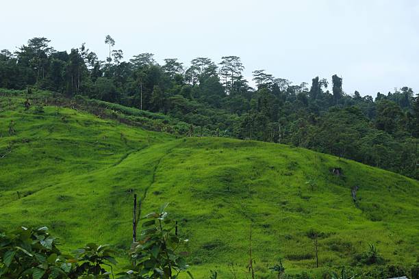 istock Rice field at meratus borneo rainforest, indonesia 2207185945