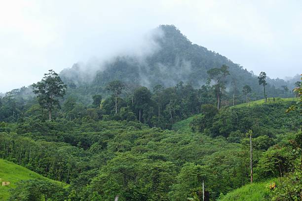 istock Meratus mountain borneo rainforest, indonesia 2207185968