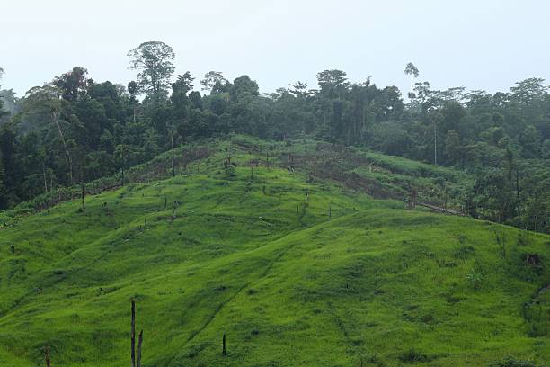 istock Rice field at meratus borneo rainforest, indonesia 2207186010